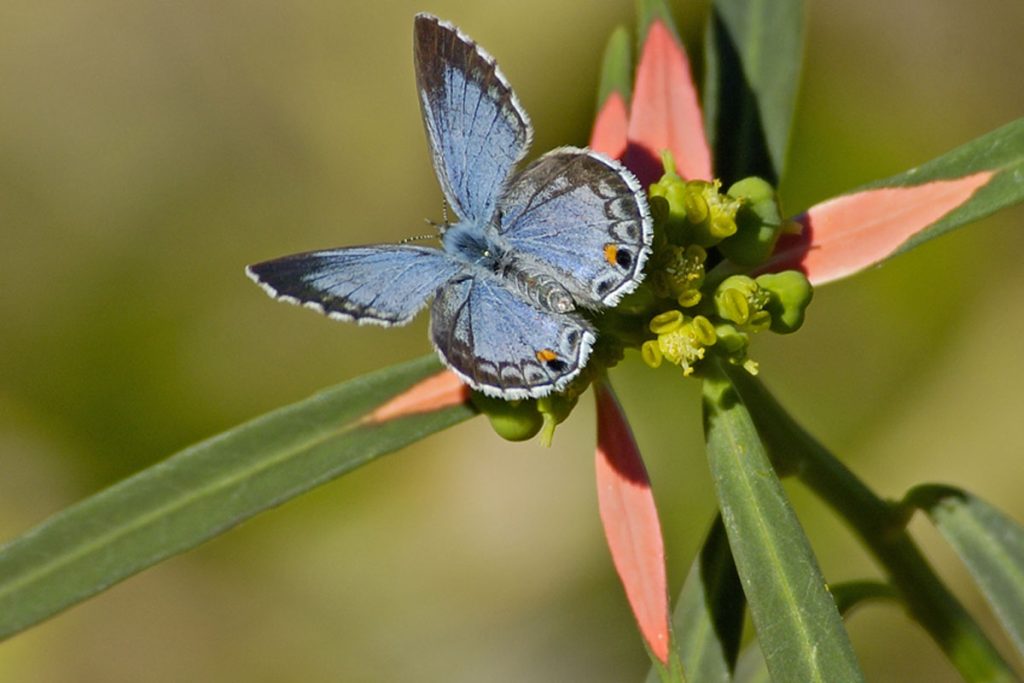 Miami Blue Butterfly (Cyclargus thomasi bethunebakeri)