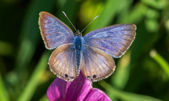 What is the rarest butterfly? Explore endangered species