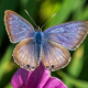 What is the rarest butterfly? Explore endangered species