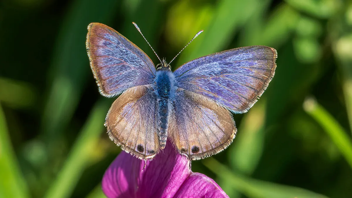 What is the rarest butterfly? Explore endangered species