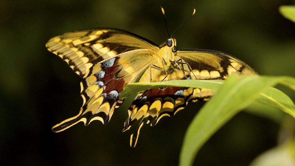 Schaus’ Swallowtail (Papilio aristodemus ponceanus)