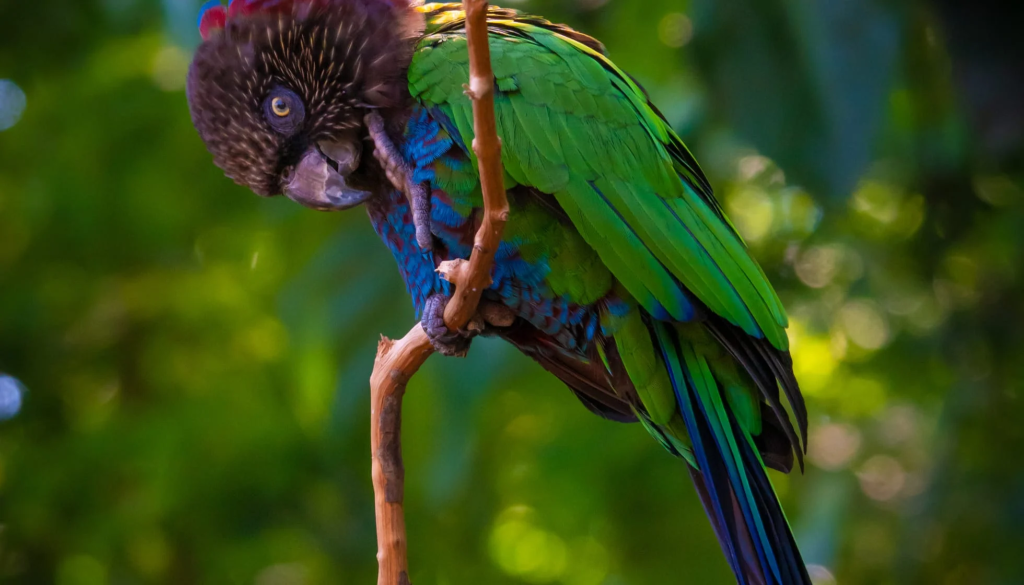 The Imperial Amazon (Amazona imperialis)