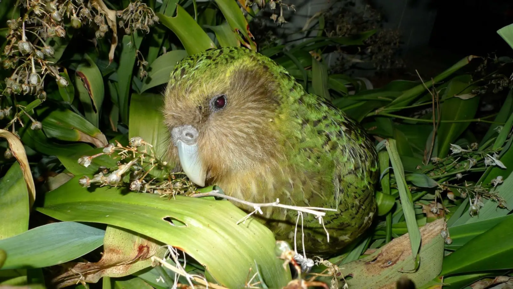 The Kakapo (Strigops habroptilus)