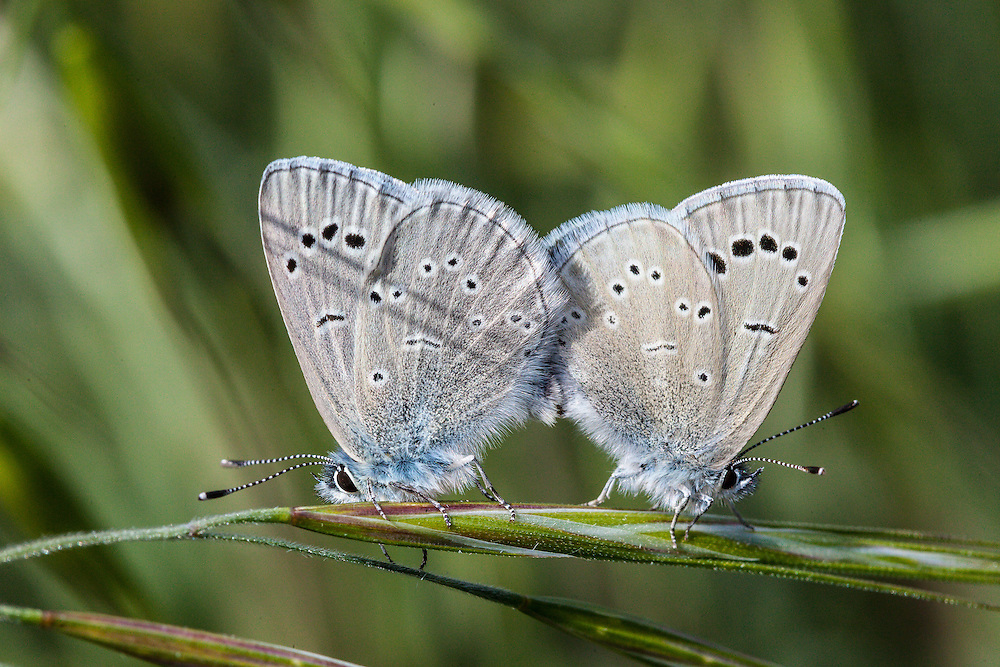 The Palos Verdes Blue butterfly: A brief overview