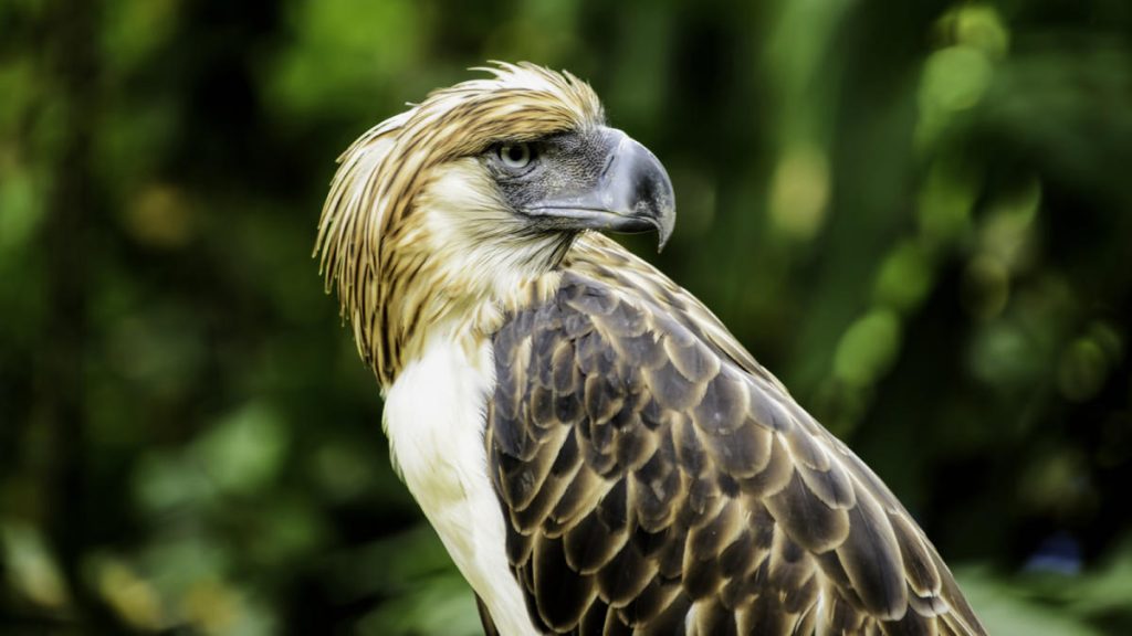 The Philippine Eagle (Pithecophaga jefferyi)