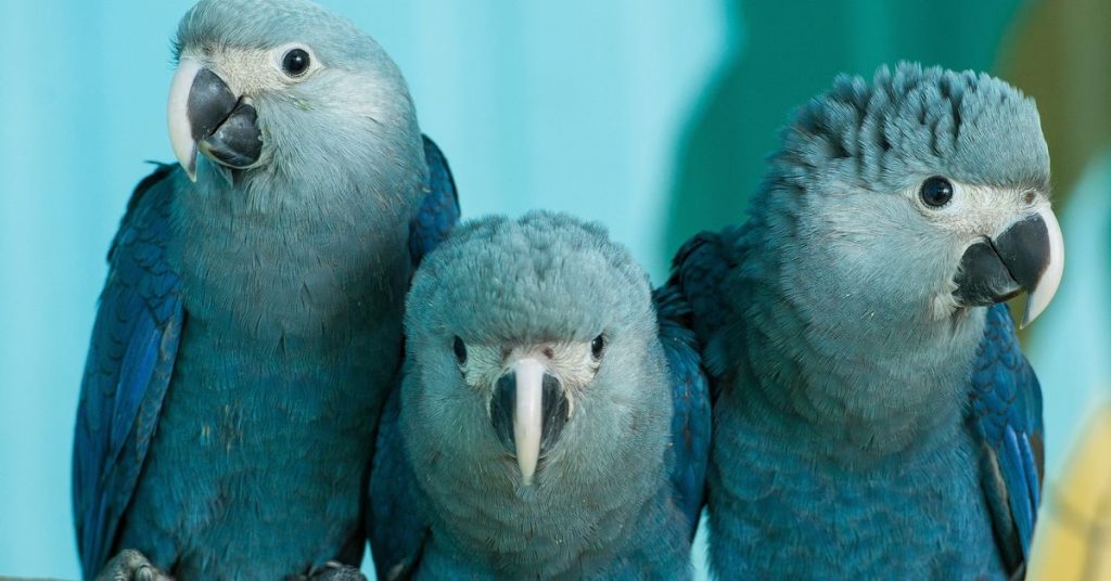 The Spix’s Macaw: A brief overview