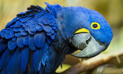 What is the rarest bird in the world? Discover the Spix's Macaw