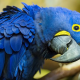 What is the rarest bird in the world? Discover the Spix's Macaw