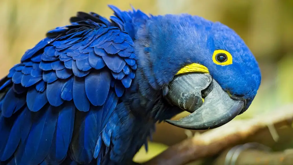 What is the rarest bird in the world? Discover the Spix's Macaw