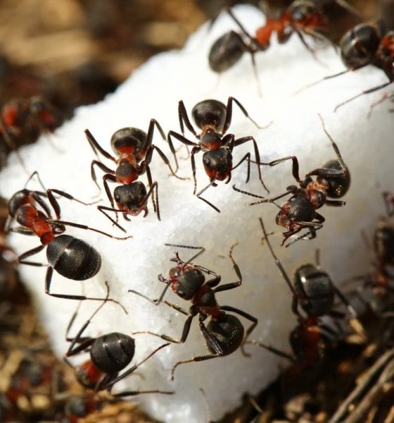 How do i get rid of sugar ants? Effective tips for infestations