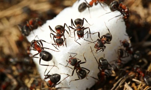 How do i get rid of sugar ants? Effective tips for infestations