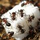 How do i get rid of sugar ants? Effective tips for infestations