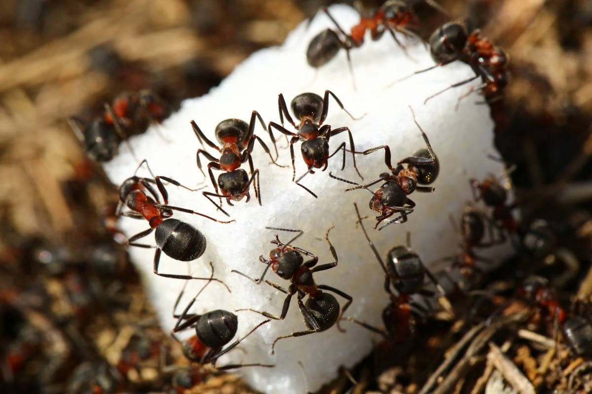 How do i get rid of sugar ants? Effective tips for infestations