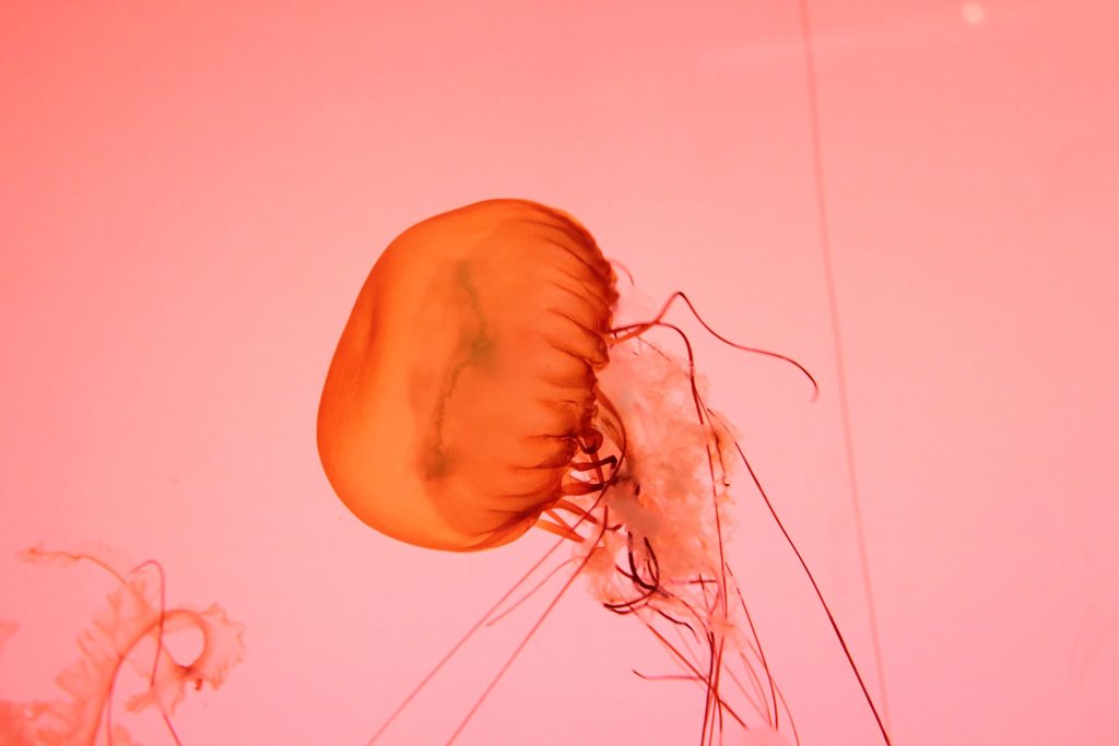 Box jellyfish