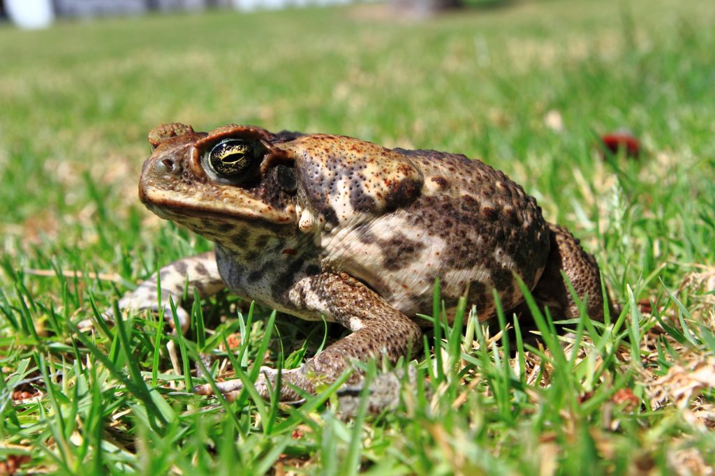 Cane toad