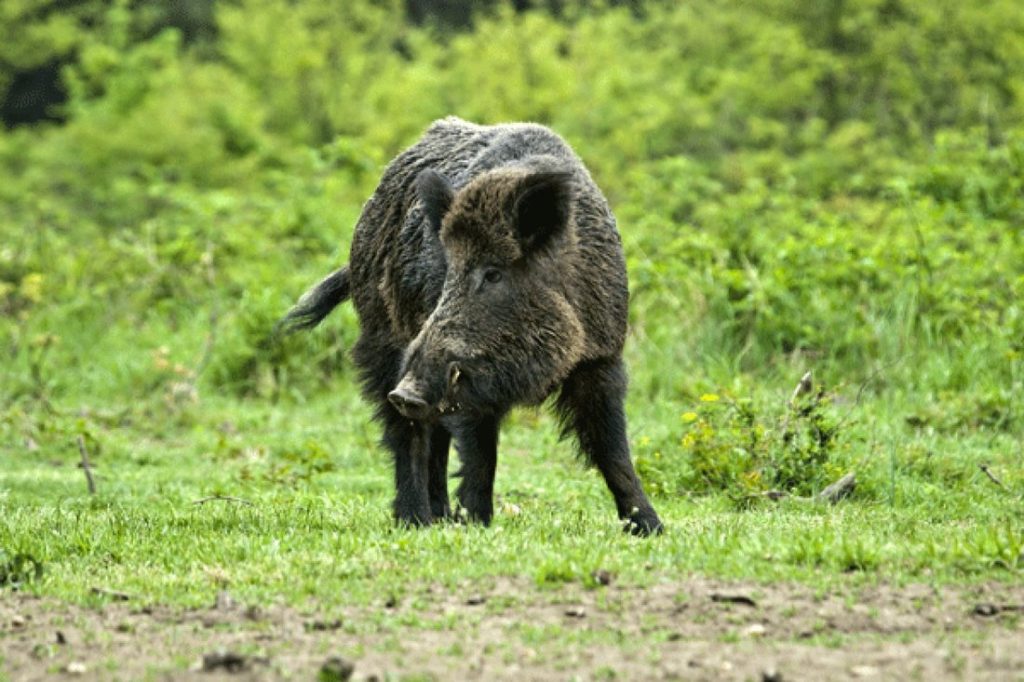 Feral pigs