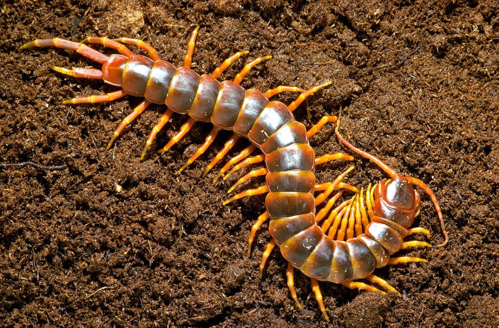 Giant centipede