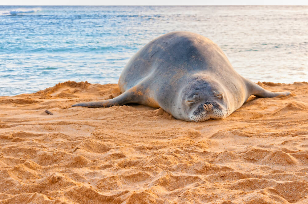 Hawaiian monk seal