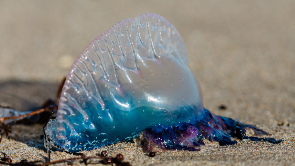 Portuguese man o’ war