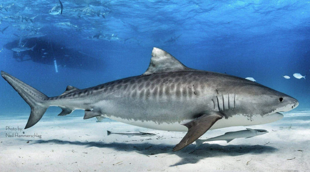 Tiger shark