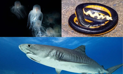 Top 10 most dangerous animals in Hawaii