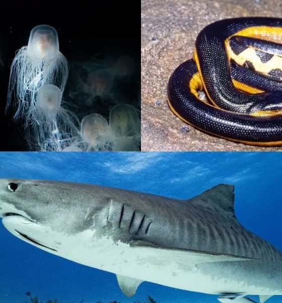 Top 10 most dangerous animals in Hawaii