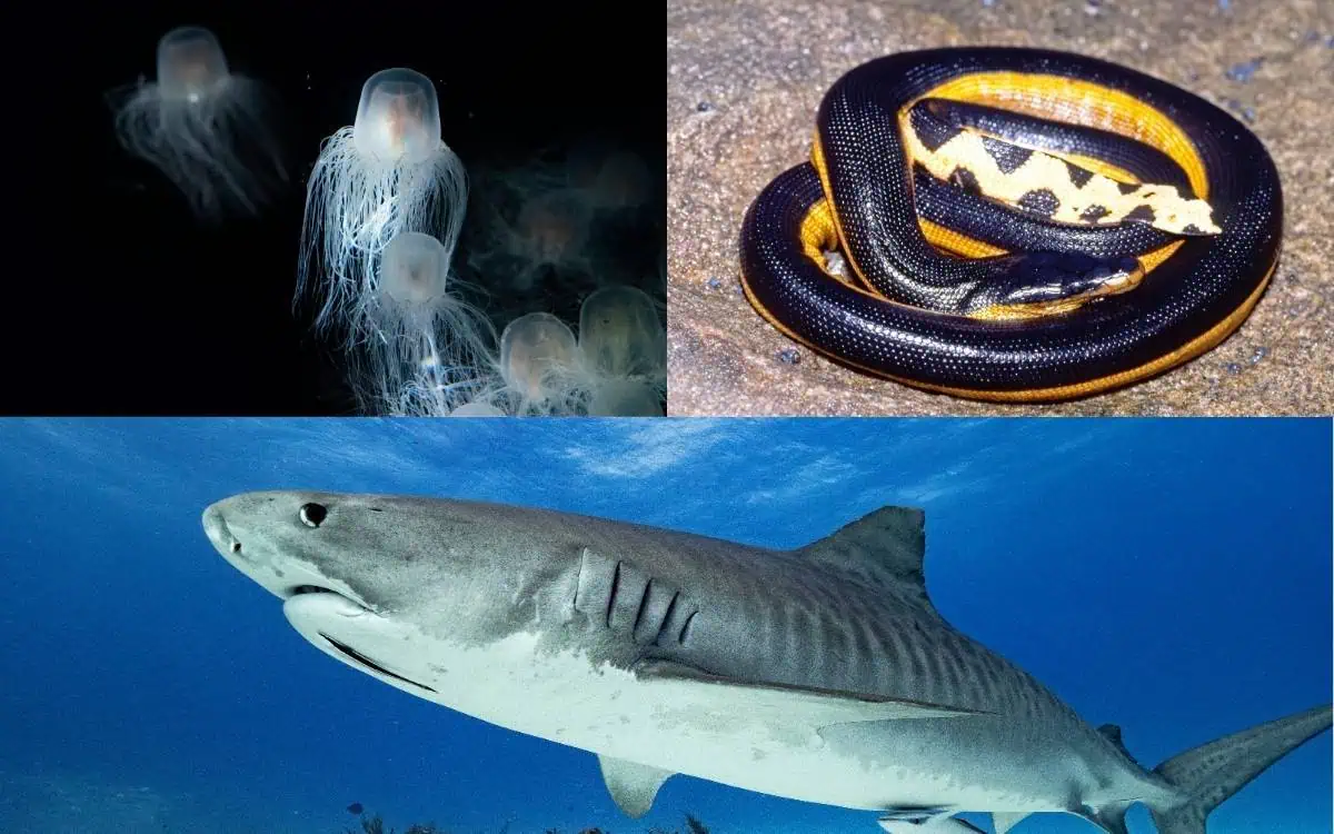 Top 10 most dangerous animals in Hawaii