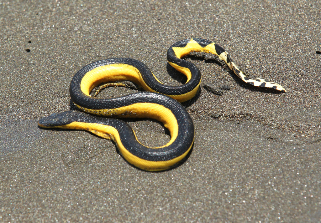 Yellow-bellied sea snake