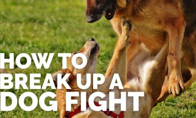 How to break up a dog fight: Safe and effective strategies