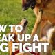 How to break up a dog fight: Safe and effective strategies