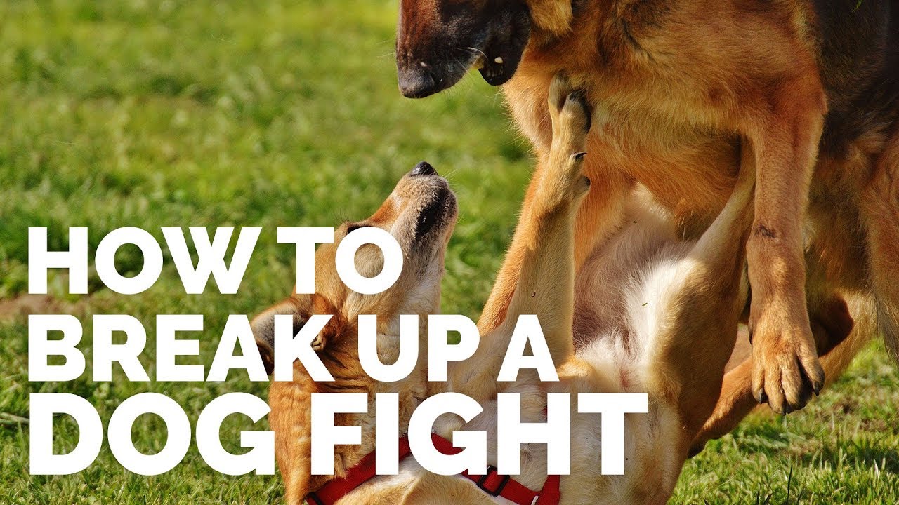 How to break up a dog fight: Safe and effective strategies