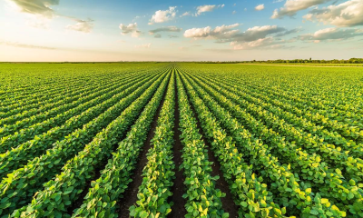 Perfect example of a plant agriculture: Farming practices