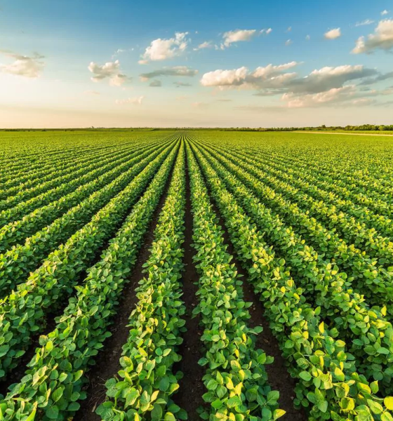 Perfect example of a plant agriculture: Farming practices