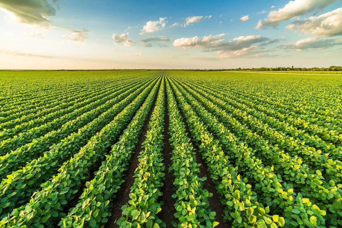 Perfect example of a plant agriculture: Farming practices