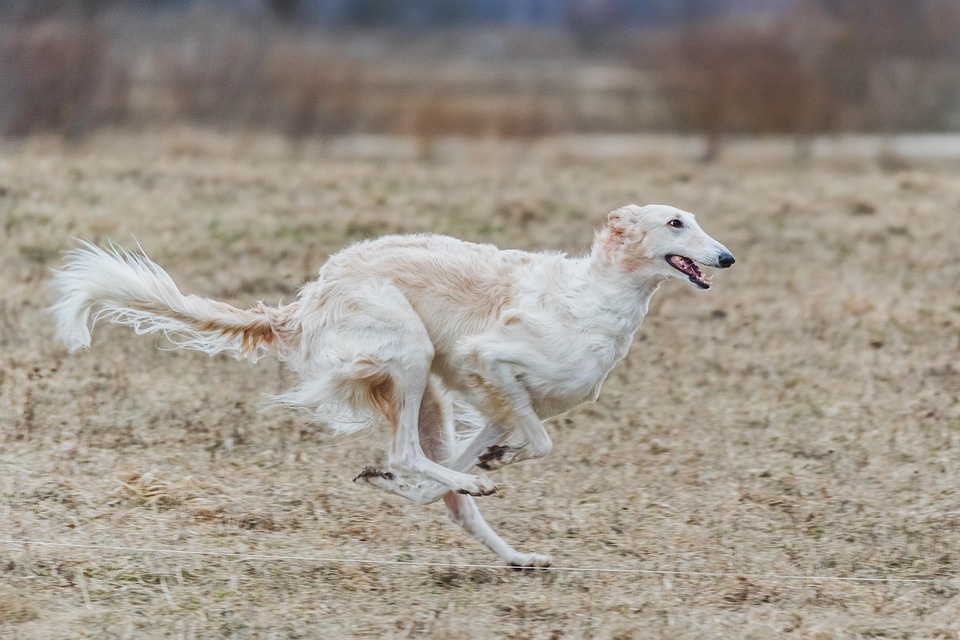 Fast Track to Success: Top Exercises to Boost Speed and Agility in Athletes