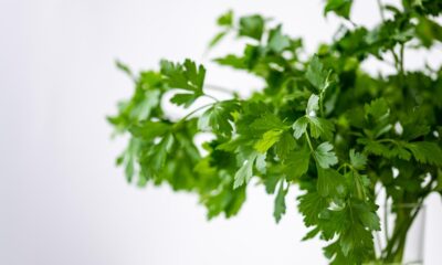 Top 10 Herbs and How to Use Them in Cooking