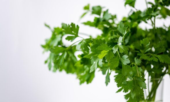 Top 10 Herbs and How to Use Them in Cooking