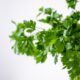 Top 10 Herbs and How to Use Them in Cooking