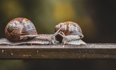 Understanding Slow Travel: Benefits and Concepts
