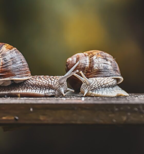 Understanding Slow Travel: Benefits and Concepts