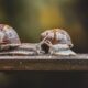 Understanding Slow Travel: Benefits and Concepts