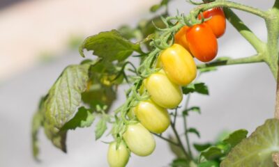 What Is the Mediterranean Diet? A Complete Guide