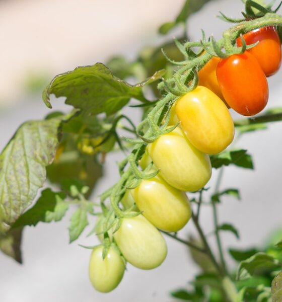 What Is the Mediterranean Diet? A Complete Guide